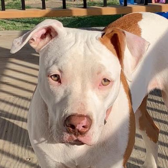 Meet your Posher, Vanessa - Picture 1 of 1